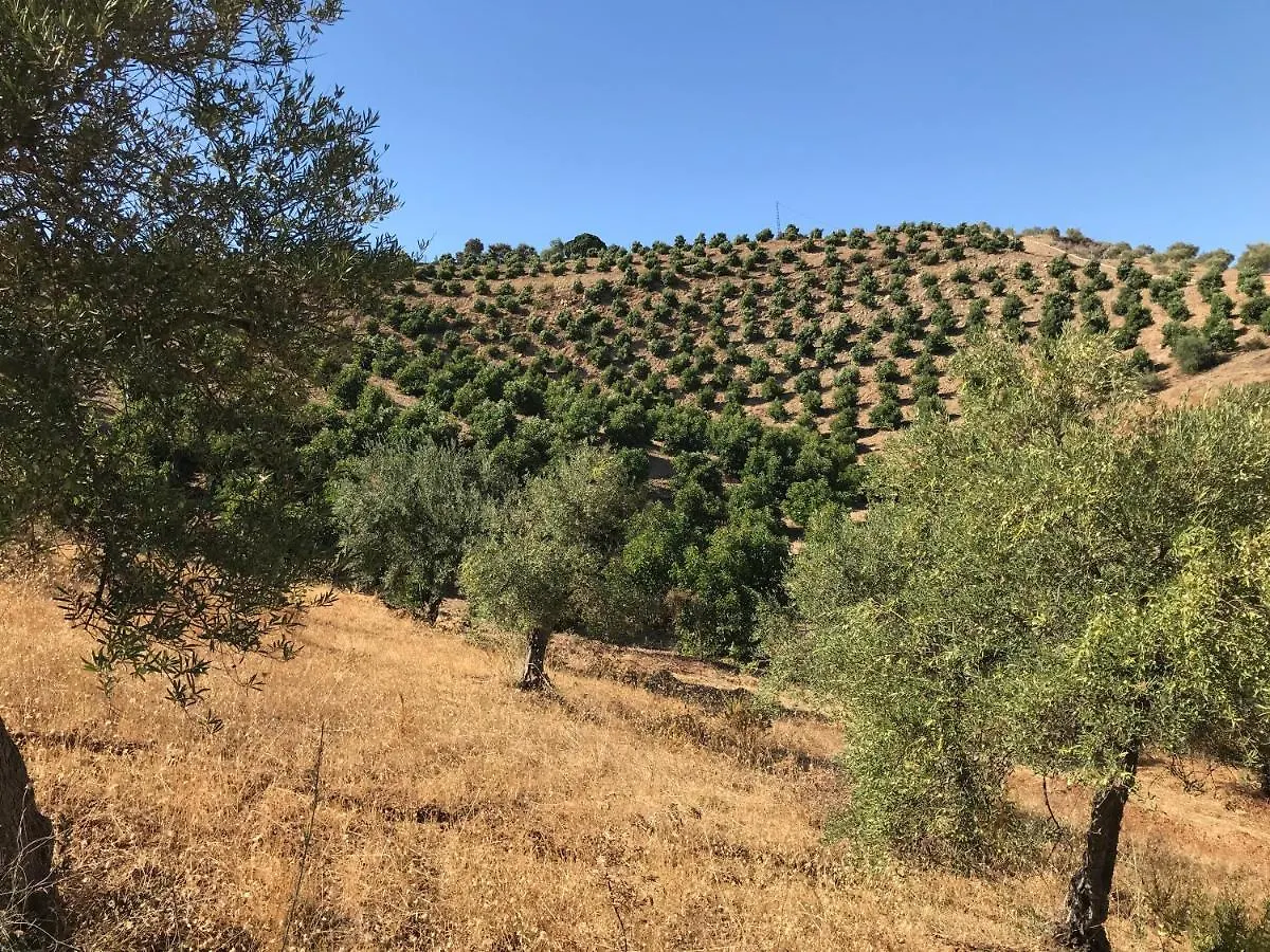 מאלגה Studio Views Apartment, Cortijo Fruitful Hills דירה